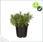 Live Aromatic and Edible Herb - Lavender (4 Per Pack), Natural Sleep Enhancer, 6" Tall by 4" Wide in 1 Pint Pot (Pack of 2)