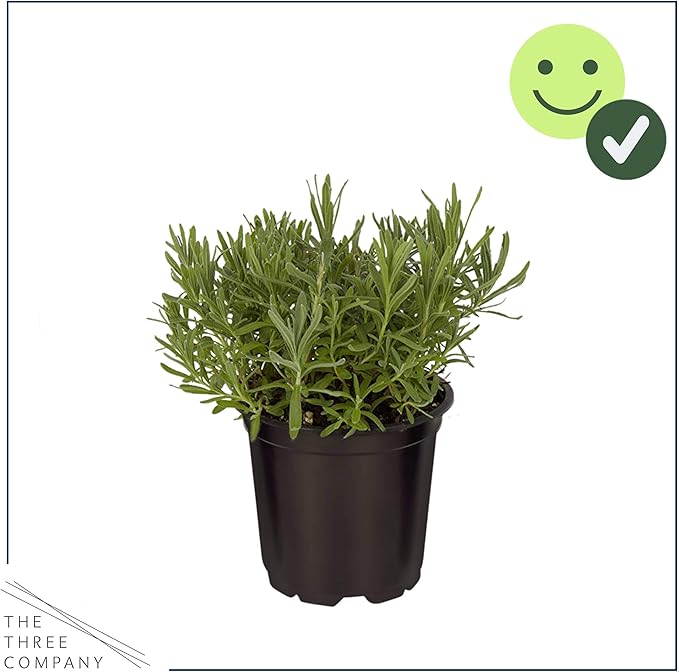 Live Aromatic and Edible Herb - Lavender (4 Per Pack), Natural Sleep Enhancer, 6" Tall by 4" Wide in 1 Pint Pot (Pack of 2)