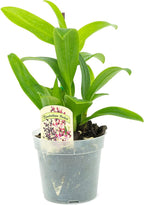 1 Live Orchid Plant | Dendrobium Orchid | Real Houseplant in Potting Soil Mix with Orchid Pot | Orchids | Flowering Plants | Decorative Flowers Orchid Mix | by Plants for Pets, Green
