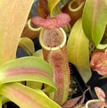 Nepenthes Sanguinea Pitcher Plant - Live Carnivorous - Beginner Friendly Tropical Pitcher Plant by Savage Gardeners