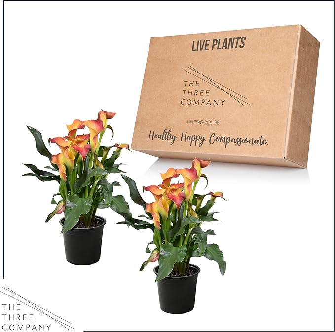 Live Flowering Calla Lily (2 Plants Per Pack) - Orange, 3+ Blooms - Beautiful Spring Perennial - 12" Tall by 5" Wide in 1 Qt Pot