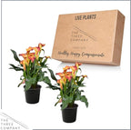 Live Flowering Calla Lily (2 Plants Per Pack) - Orange, 3+ Blooms - Beautiful Spring Perennial - 12" Tall by 5" Wide in 1 Qt Pot