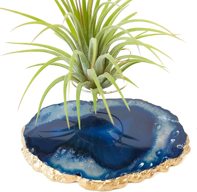 Blue Agate Slice Crystal Air Plant Holder Includes Healthy Air Plant and Hug Gift Box Sympathy Gift Thinking of You Gift Birthday Gift