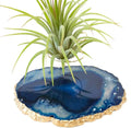 Blue Agate Slice Crystal Air Plant Holder Includes Healthy Air Plant and Hug Gift Box Sympathy Gift Thinking of You Gift Birthday Gift