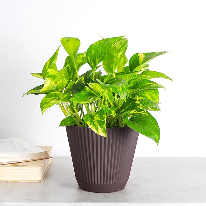 Thorsen's Greenhouse Golden Pothos, Live Indoor Vining Plant, Easy to Grow, Variegated Houseplant, Natural Air Purifier (Chocolate, 6-inch Pot)
