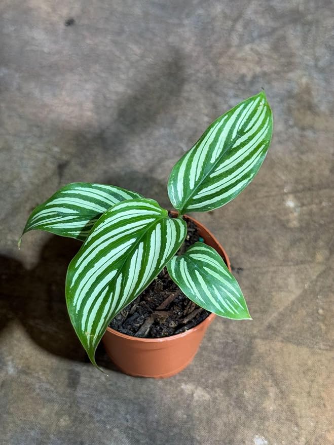 PLANTVERS Live Calathea Plant in 2" Grow Pot – Easy Care & Low Maintenance Tropical Houseplant – Air Purifying Indoor Plant for Low Light & Home Décor (Calathea 'Vittata')