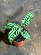 PLANTVERS Live Calathea Plant in 2" Grow Pot – Easy Care & Low Maintenance Tropical Houseplant – Air Purifying Indoor Plant for Low Light & Home Décor (Calathea 'Vittata')