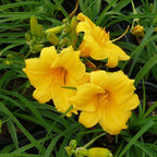 Southern Living 1 Gal. Stella Daylily Plant
