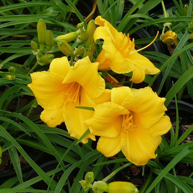 Southern Living 1 Gal. Stella Daylily Plant