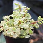 Altman Plants, Assorted Succulents Plants Live Houseplants (8PK), Succulent Plants Home Office Plants Live Indoor Plants, Live Plants Indoor House Plants, Easy Care Plants, Desk Plants, Kitchen Plants