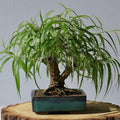 Ponytail Willow Bonsai Tree Cutting to Grow - Thick Trunk Cutting, Fast Growing