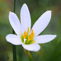 Chalily White Rain Lily, a Great Live Pond Plant for Your Water Garden. Filters The koi and Goldfish Pond. Good for Bogs, Plant Shelf or Shallow Water This marginal Aquatic is a Real Beauty