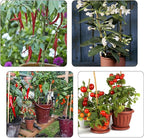 AccEncyc 50 Pcs Large Plant Clips Orchid Clips Plant Orchid Support Clips Flower Vine Clips for Supporting Stems Vines Stalks Climbing Plants Grow Upright