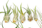 Pack of Wild Ones Air Plants - Tillandsia Caput Medusae, Butzii & Bulbosa Guatemala - Succulent House Plants for Holders - Available in Wholesale/Bulk - Easy Care Indoor/Outdoor Plants (Pack of 12)