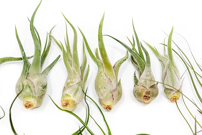 Pack of Wild Ones Air Plants -Tillandsia Caput Medusae, Butzii & Bulbosa Guatemala - Available in Wholesale and Bulk - Home and Garden Decor- Easy Care Indoor/Outdoor Air Plants (Pack of 25)