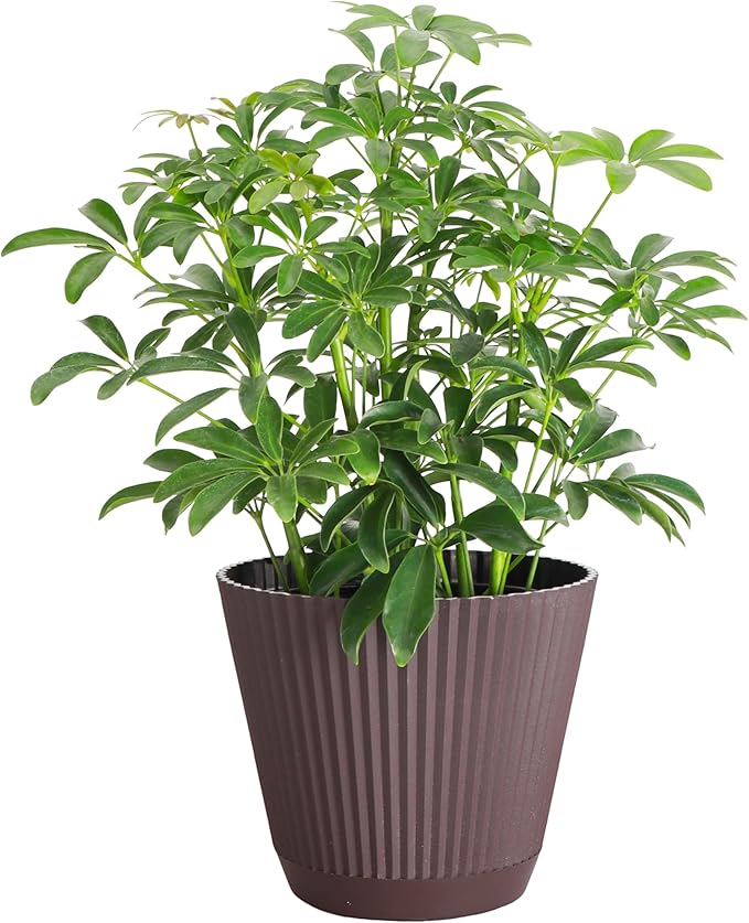 Thorsen's Greenhouse Live Arboricola Umbrella Tree Plant, Schefflera Arboricola, Natural Air Purifier, Easy to Grow, Live Indoor Houseplant, 6-inch Diameter (Chocolate (6" Pot))