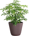 Thorsen's Greenhouse Live Arboricola Umbrella Tree Plant, Schefflera Arboricola, Natural Air Purifier, Easy to Grow, Live Indoor Houseplant, 6-inch Diameter (Chocolate (6" Pot))