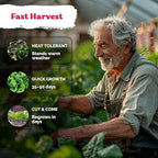 KVITER 400 Bloomsdale Spinach Seeds (Spinacia oleracea) — Non-GMO & Heirloom, Heat Tolerant, Cut and Come Again — Spinach Organic Vegetable Seeds for Planting in Outdoor & Indoor Garden, Containers