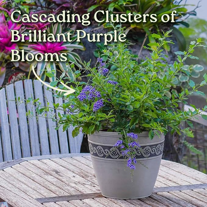 Tropical Plants of Florida - Duranta Sapphire Showers - Flowering Bush Plant - Overall Height 22" to 26" (Plant Only)