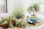 Air Plant Shop 3 Pack Large Bulbosa Belize Air Plants - Succulents - Live Tillandsia - Easy Care Indoor and Outdoor House Plants