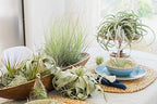 Air Plants Fertilizer in fine Mist Spray Bottle – Plant Food for Tillandsia - Monthly use for Growth of House Plants (12 Pack - 8 OZ)