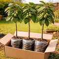 3 Pack Live Pawpaw Trees (Asimina triloba) – Hardy Native Fruit Trees, Tropical Flavor Fruit, Fast Growing Shade Trees for Outdoor Garden & Backyard