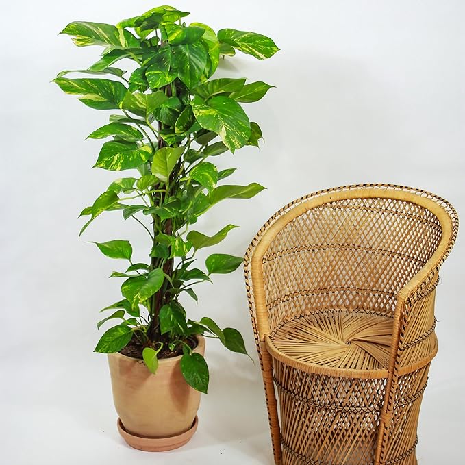 RedCrocus Pothos, Devil's Ivy- Assorted Epipremnum aureum Indoor Plant, Trailing, Easy Care, Air Purifier, Pet Safe for Humans 10" Pot