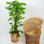 RedCrocus Pothos, Devil's Ivy- Assorted Epipremnum aureum Indoor Plant, Trailing, Easy Care, Air Purifier, Pet Safe for Humans 10" Pot