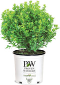 Proven Winners 2 Gallon Sprinter Boxwood