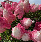 50 Pink and White Hydrangea Seeds – Cone Bloom Variety for Garden Borders and Landscape Beauty