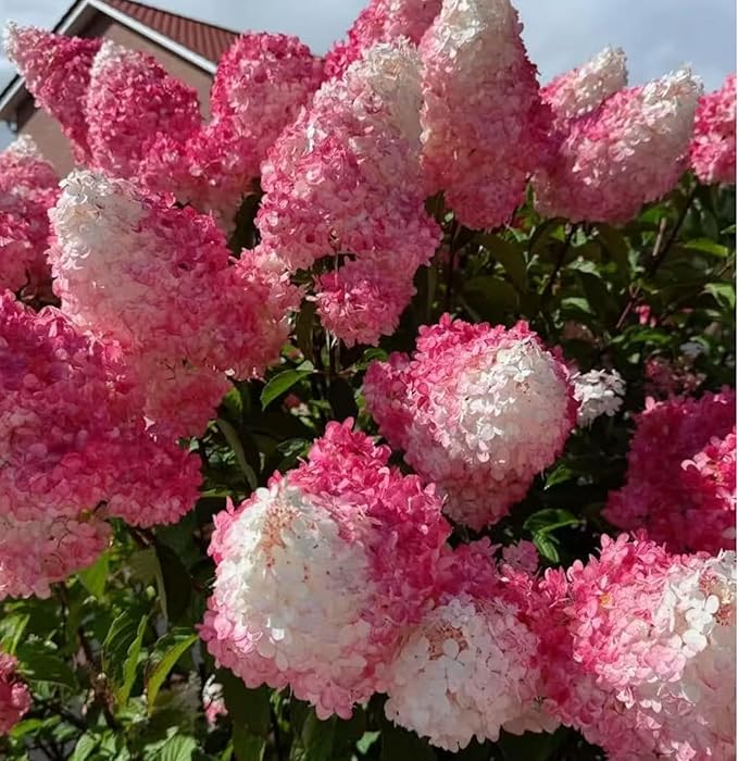 50 Pink and White Hydrangea Seeds – Cone Bloom Variety for Garden Borders and Landscape Beauty