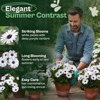 SVI 250 Cape Daisy Seeds (Osteospermum ecklonis) – African Daisy Seed Packets, Heirloom Daisies Flower Seed with Purple Eyes – Long Blooming Annual Cut Flower Seeds Packets, Outdoor Garden, Containers
