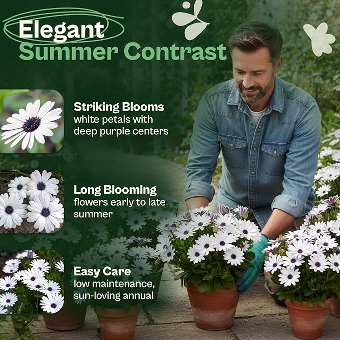 SVI 250 Cape Daisy Seeds (Osteospermum ecklonis) – African Daisy Seed Packets, Heirloom Daisies Flower Seed with Purple Eyes – Long Blooming Annual Cut Flower Seeds Packets, Outdoor Garden, Containers
