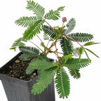 Mimosa pudica, Sensitive Plant, Touch-Me-Not, Bashful, Houseplant, Live Flowering Perennial with Foliage that Moves When Touched or Brushed, Cnt Sz: 3"