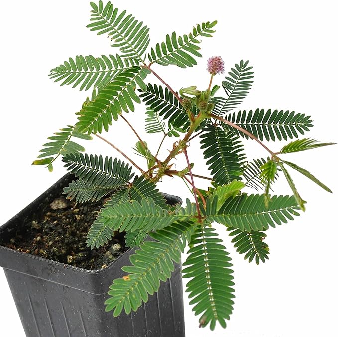 Mimosa pudica, Sensitive Plant, Touch-Me-Not, Bashful, Houseplant, Live Flowering Perennial with Foliage that Moves When Touched or Brushed, Cnt Sz: 3"