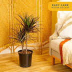 Costa Farms Dracaena Marginata Magenta Madagascar Dragon Tree Live Indoor Plant, 3 to 4-Feet Tall, Potted in Grower's Pot