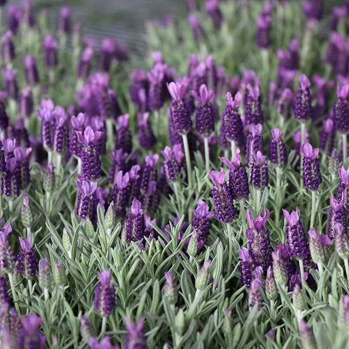 Costa Farms Lavender Live Outdoor Plants (2-Pack), Fragrant Perennial Flowers in 2-Quart Grow Pots, Aromatic Purple Blooms for Patio, Landscaping, Garden Beds, and Home Decor, Attracts Pollinators