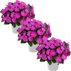 Live Flowering New Guinea Impatiens - Shades of Purple (3 Plants Per Pack) - Beautiful Shade Flowers - 12" Tall by 5" Wide in 1 Qt Pot