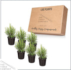 Live Aromatic and Edible Herb - Rosemary (6 Per Pack), Naturally Improves Breathing and Air Quality, 8" Tall by 3" Wide