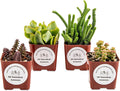 Live Crassula Succulents Plants Variety Pack - Well Rooted Plants in 2 Inch Pots - Real, Small, Assorted Houseplants for Indoor, DIY, Home Decor, Wedding, or Birthday Gift (4 Pack)