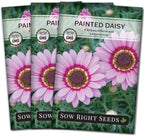 Sow Right Seeds - Painted Daisy Seeds for Planting - Non-GMO Heirloom Seeds Packet with Instructions - Wonderful Pink Blooms to Attract Pollinators - Cut and Come Again - Rare and Attractive (3)