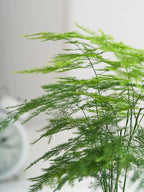 25+ Asparagus Plumosus Nanus Seeds for Planting, Heirloom Asparagus Fern Seeds, Dwarf Lace Fern Seeds, Delicate Foliage Houseplant, Air Purifying Indoor Plant, Perfect for Office Desk & Home Decor