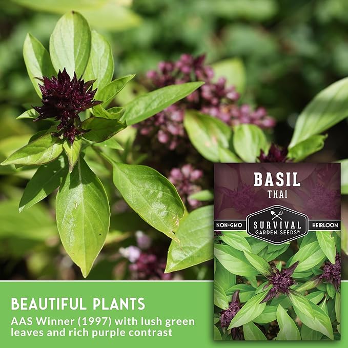 Thai Basil Seeds for Planting – Sweet Thai Basil with Anise Flavor for Asian Cooking – Heirloom Non-GMO Herb Seed for Indoor or Outdoor Gardens – Survival Garden Seeds (5 Pack)