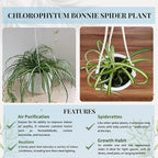 Spider Plant (Chlorophytum comosum) Live Plant in 4-Inch Pot - Easy Care Green & White Variegated Air-Purifying Houseplant for Home, Office, and Gifts (Heat Pack Included)