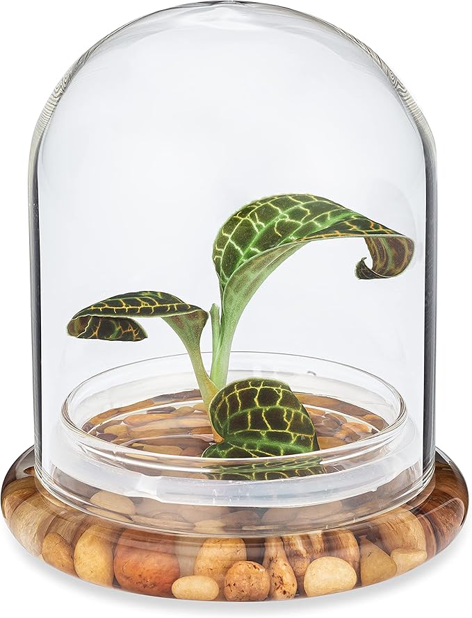 Jewel Orchid [Macodes sanderiana/petola] Live Orchid in Self-Sustaining Ecosystem, Maintenance Free Healthy Terrarium Plants Guarantee, Office and Home Decor (M. sanderiana Without Moss)