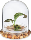 Jewel Orchid [Macodes sanderiana/petola] Live Orchid in Self-Sustaining Ecosystem, Maintenance Free Healthy Terrarium Plants Guarantee, Office and Home Decor (M. sanderiana Without Moss)