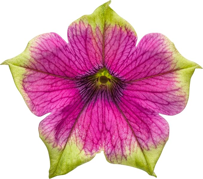 Proven Winners® Petunia Plant - Supertunia Picasso in Purple - 4 Pack - Annual Flower for Spring & Summer Blooms - 6" Tall x 6" Wide, 1.56 Pt Pot