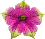 Proven Winners® Petunia Plant - Supertunia Picasso in Purple - 4 Pack - Annual Flower for Spring & Summer Blooms - 6" Tall x 6" Wide, 1.56 Pt Pot