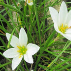 Chalily White Rain Lily, a Great Live Pond Plant for Your Water Garden. Filters The koi and Goldfish Pond. Good for Bogs, Plant Shelf or Shallow Water This marginal Aquatic is a Real Beauty