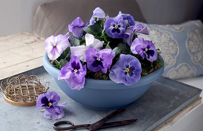 The HC Companies 20 Inch Large Garden Bowl Planter - Shallow Plant Pot with Drainage Plug for Indoor Outdoor Flowers, Herbs, Teal (Pack of 4)